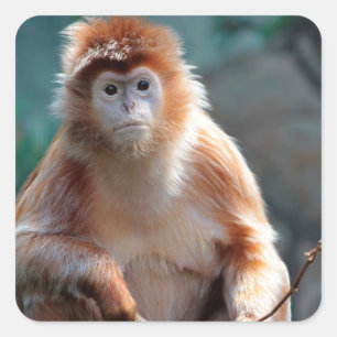 Sticker Carré Langur Singe Faune Photo Animal