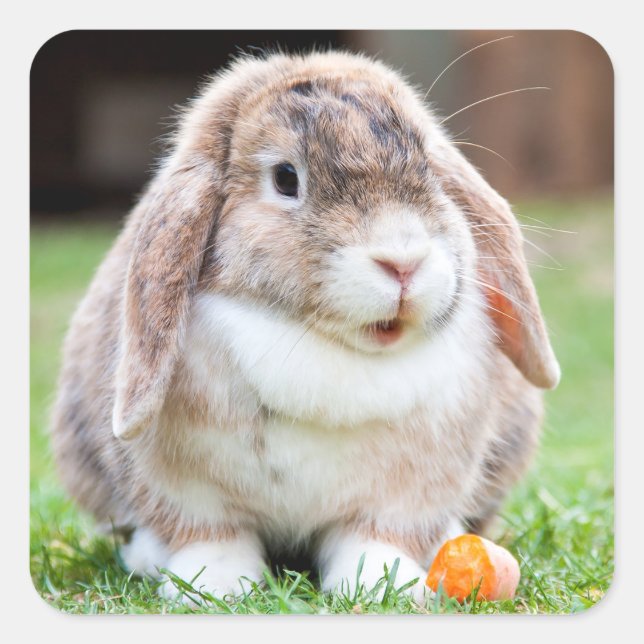 Sticker Carré lapin à oreilles de lop mignon (Devant)