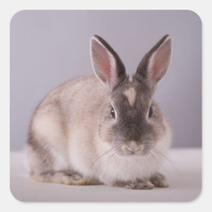 Sticker Carré lapin, arrière - plan simple, animal, table blanch