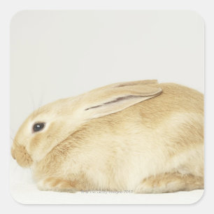 Sticker Carré Lapin beige lapin sur arrière - plan blanc 4