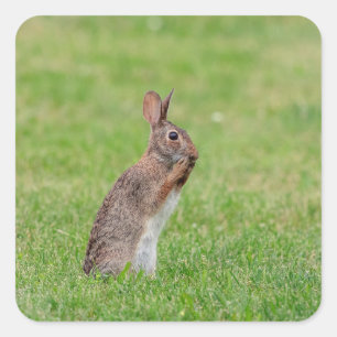Sticker Carré Lapin debout dans l'herbe et l'air timide