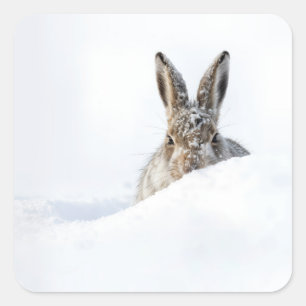 Sticker Carré Lapin regardant par-dessus une congère