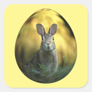 Sticker Carré Lapin Sur Oeuf