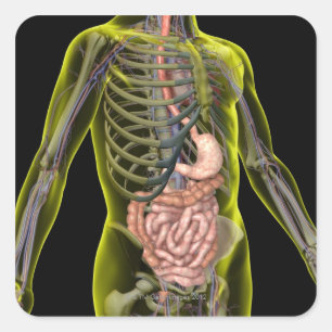 Sticker Carré L'appareil digestif