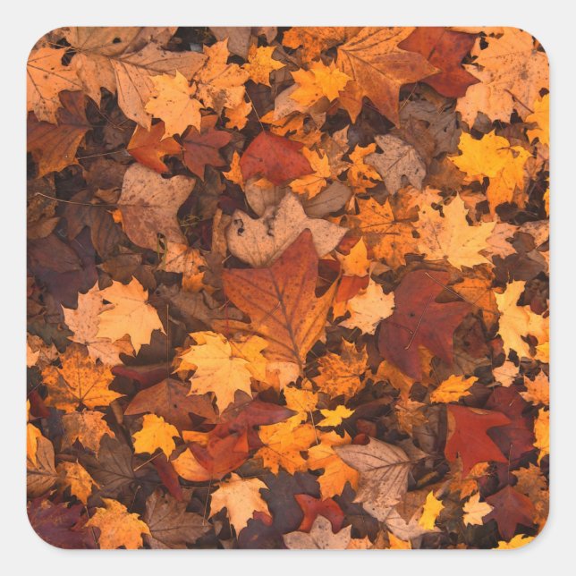 Sticker Carré l'automne (Devant)