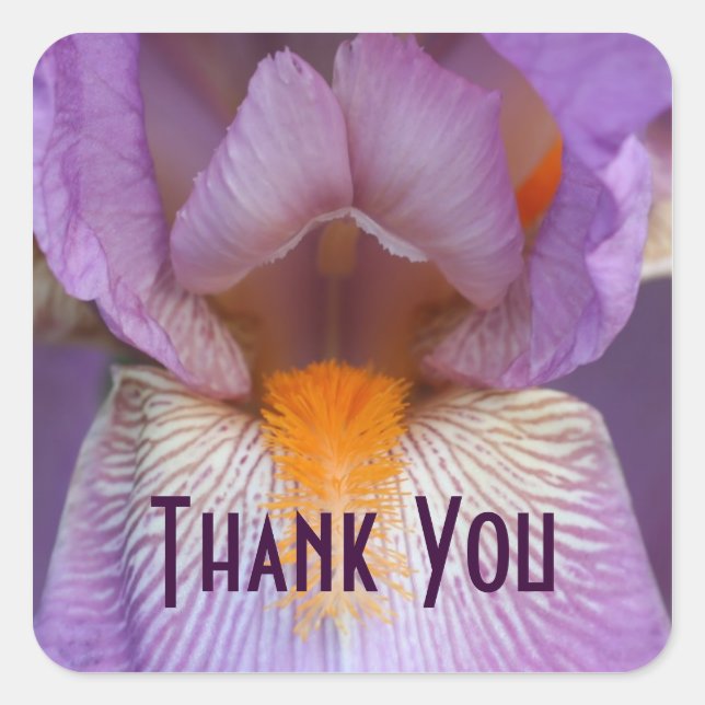 Sticker Carré Lavande Iris Merci de la fleur pétale (Devant)