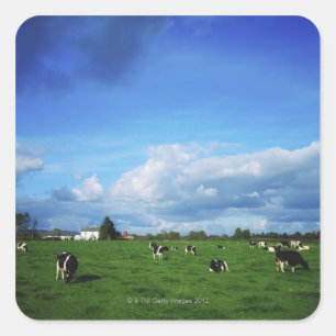 Sticker Carré Le bétail Holstein-Friesian près de Thurles, Co