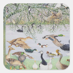 Sticker Carré Le canard fou