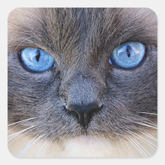 Sticker Carré Le chat à l'oeil bleu (Devant)