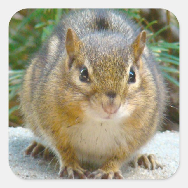 Sticker Carré Le Cute Chipmunk A L'Oeil Sur Vous (Devant)