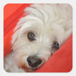 Sticker Carré le Havaneser-Hund blanc se trouve sur des coussins