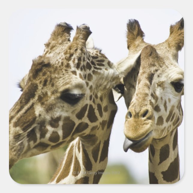 Sticker Carré Le nom de girafe est dérivé du mot arabe (Devant)