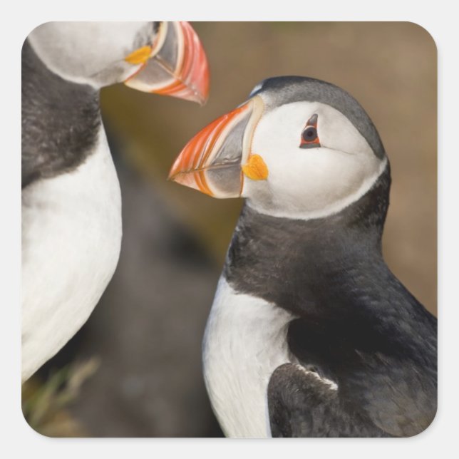 Sticker Carré Le Puffin Atlantique (Devant)