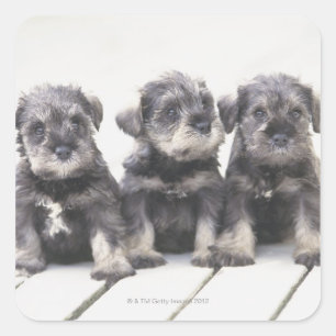 Sticker Carré Le Schnauzer miniature est une race de petit chien