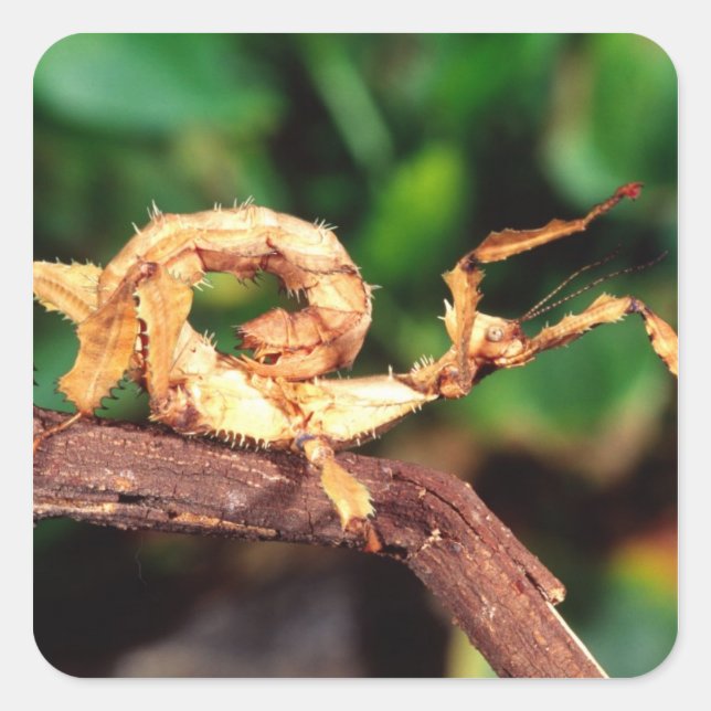 Sticker Carré le spectre de Macleay (épiney Stick Insect), (Devant)
