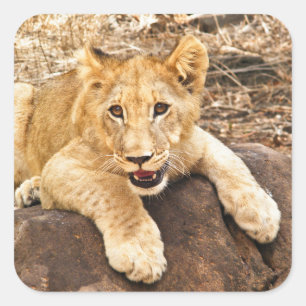 Sticker Carré Le Tiger S'Épique Sur Un Rocher