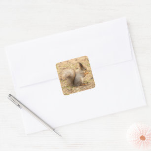 Sticker Carré L'écureuil mignon mange une photo de noix