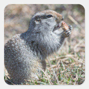 Sticker Carré L'écureuil terrestre (gopher, evrazka) mange du p