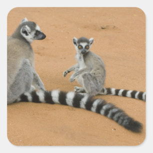 Sticker Carré Lémurs à queue annelée, (Lemur catta), Berenty