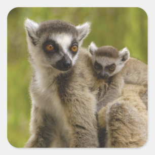 Sticker Carré Lémurs à queue annelée (Lemur catta) Mère et bébé.