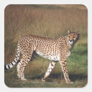 Sticker Carré Leopard dans la plaine