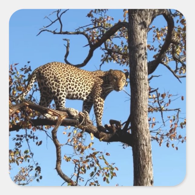 Sticker Carré Leopard dans un arbre en Afrique (Devant)