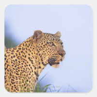 Léopard mâle adulte (Panthera pardus), reposant su