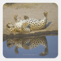 Léopard (Panthera pardus) femelle roulant sur