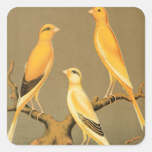 STICKER CARRÉ LES CANARIES DE YORKSHIRE