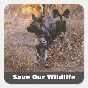 Sticker Carré Les chiens sauvages sauvent notre faune