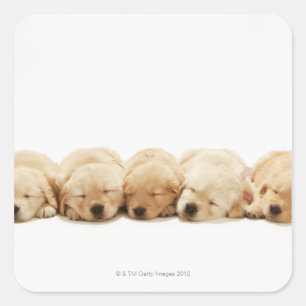 Sticker Carré Les chiots du golden retriever