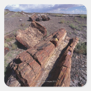 Sticker Carré Les Etats-Unis, Arizona, parc national de forêt