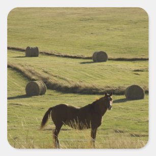 Sticker Carré Les Etats-Unis, le Colorado, Steamboat Springs,