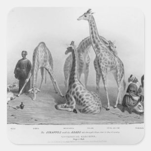 Sticker Carré Les girafes avec les arabes