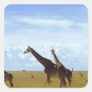Sticker Carré Les Giraffes du Parc National de Nairobi