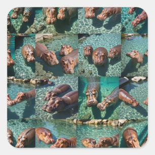 Sticker Carré Les hippopotames en jeu : Un paradis d'étang