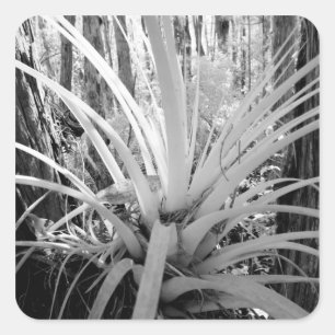 Sticker Carré Les tillandsia épiphytes sont courants en Floride,
