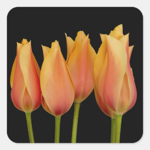 Sticker Carré Les Tulipes Orange