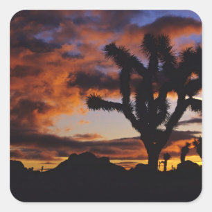 Sticker Carré Lever de soleil spectaculaire à Joshua Tree Nation