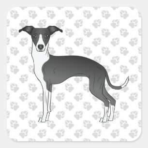 Sticker Carré Lévrier Italien Noir Et Blanc Avec Des Pattes
