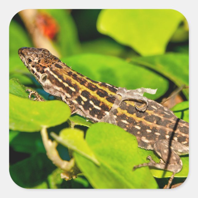 Sticker Carré Lézard italien (Devant)