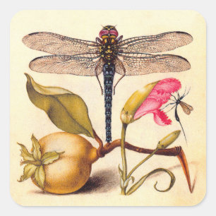 Sticker Carré Libellule Botanique Nature Faune Hoefnagel Art