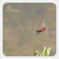 libellule rouge reposant sur une paille