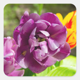 Sticker Carré Lilac tulipes sur une journée ensoleillée
