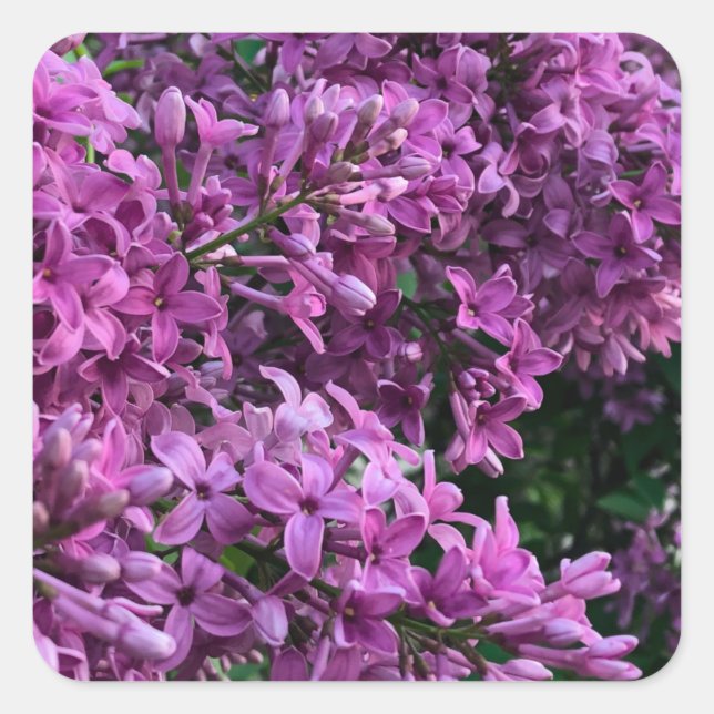 Sticker Carré lilas rose violet | photo florale rose romantique (Devant)
