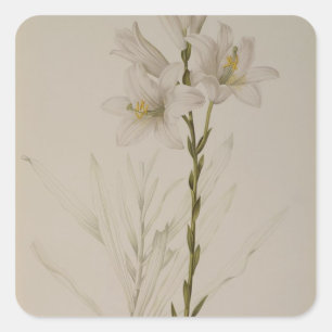 Sticker Carré Lilium candidum, de "Les Liliacees", 1807