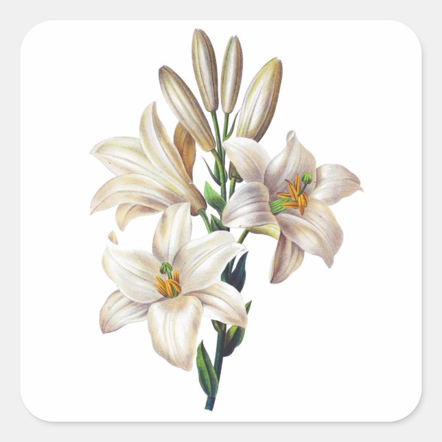 Sticker Carré Lilium Candidum ou Madonna Lily Par Redoute (Devant)