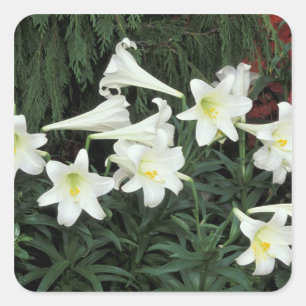 Sticker Carré Lily de Pâques (Lilium regale)