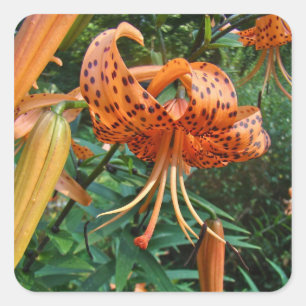 Sticker Carré Lily Fleur sauvage, Casquette de Turk