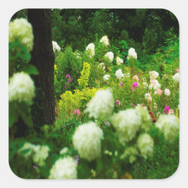 Sticker Carré Limelight Hydrangeas dans My Rubio Garden